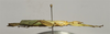 CollectionObject 1582865; Depo SF.DepoID 3769, Coll. RC 16-128, db33c123-fb4a-4fa2-aac7-a5b1a7942d21: copyright Royce Cumming. female, lateral view (paratype). (CollectionObject).