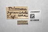 Other: !! display not done !! on Palonica pyramidata (Uhler, 1877): (Observation).