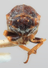 Head: !! display not done !! on Centrodontus atlas (Goding, 1892): (Observation).