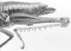 CollectionObject 1524467; a8712fe5-6b0a-4302-8120-61b0fbdc1621: female, abdomen end, lateral view (holotype). (CollectionObject).