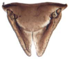 Subgenital plate: !! display not done !! on Icaia Linnavuori, 1973: Icaia laoroya, male subgenital plates (INHS). (Observation).