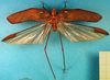 CollectionObject 1500601; eca864f1-ada4-4f96-b300-61a4c59c7ac5, DORSA BTtetfenHTM: male, dorsal view (holotype). (CollectionObject).