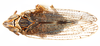 Habitus, dorsal view on Idiosystatus acutiusculus (Spinola, 1852): (Observation).