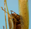 CollectionObject 1542795; 430ff9a0-43af-4df9-b3ad-94d4b02f93a5: male, apex of the abdomen lateral view (holotype of Zenirella acreana). (CollectionObject).