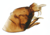 Pygofer, lateral view: !! display not done !! on Tumidagena terminalis (Metcalf, 1923): (Observation).