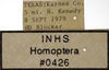 Other on Athysanella (Pectinapyga) texana (Osborn, 1930): Labels - Male. (Observation).