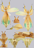 CollectionObject 1591402; 6f2b5a47-b7e1-4c18-936a-c35d51499fe9: copyright RBINS, Brussels. female (holotype). (CollectionObject).