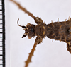 CollectionObject 1558137; 1538b937-0ef1-466b-a439-0ce0bdb24f0a: copyright MNHG, Geneva. female: head & thorax, dorsal view (syntype). (CollectionObject).;CollectionObject 1558138; e96a9060-98ad-481a-b0ea-009f1452e544: copyright MNHG, Geneva. female: head & thorax, dorsal view (syntype). (CollectionObject).