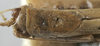 CollectionObject 1539608; 8f968fd7-e63f-44c8-b8a6-bc4453baeca6: male pronotum dorsal (lectotype). (CollectionObject).