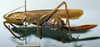 CollectionObject 1507389; cab3698e-c428-45d1-88e2-23186bc29631: female habitus lateral view (holotype). (CollectionObject).
