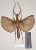 CollectionObject 1559595; NHMUK(SF IMPORT DUPLICATE) 844775, 338a2be8-f9cc-4214-8b77-676734117d15: copyright Natural History Museum, London. female (holotype). (CollectionObject).