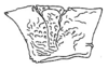 Callimenellus albomaculatus Gorochov & Voltshenkova, 2005: Fig. 20. pronotum, lateral view. (Otu).