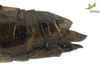 CollectionObject 1861682; 840a9030-2407-4266-9690-247eaa3354d8, Unioeste Cascavel K-0565: Female. End of abdomen, lateral view. (CollectionObject).