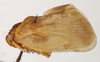 Habitus, lateral view on Derisa aspera Linnavuori, 1989: (Observation).