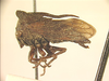 Aurinotus Capener, 1968: _Aurinotus auricornis_. (Otu).
