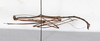 CollectionObject 1558531; 19b0f613-4523-4af7-969e-1e3b2e2e2d5c: copyright MHNG Geneva. male, lateral view (holotype). (CollectionObject).