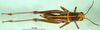 CollectionObject 1501147; 7399fed1-9acd-40c3-9b68-5fa7dff6c661, DORSA BA000582S01: female, dorsal view (holotype). (CollectionObject).