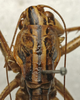 CollectionObject 1535163; 66b24531-7176-4f7f-a66e-a7311711e459: male pronotum, dorsal view (holotype). (CollectionObject).