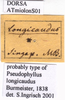CollectionObject 1538289; 35c1efdf-0695-4d61-a4ba-31313f507ed2: labels (holotype). (CollectionObject).
