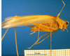 CollectionObject 1502476; 7c344548-1a7e-4e26-bc00-4e61cede82a1: male, lateral view. (CollectionObject).
