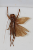 CollectionObject 1505581; b3e6116d-3f53-4a8f-9c00-4a7bebb5c046: female, dorsal view (holotype). (CollectionObject).