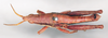 CollectionObject 1535514; a24fcbf7-8c74-4401-9baf-4a1991cda301: male, dorsal view (lectotype). (CollectionObject).