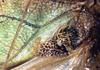 CollectionObject 1517340; 87e5fc8e-a69e-4eac-b1d3-21482386d06c: male, stridulatory area (holotype of Phrixa hoegei). (CollectionObject).