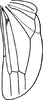 Hind wing: Hind wing (A. irregularis Dwor.). (Observation).