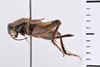 CollectionObject 1506068; c78ab8f7-fb8e-4f1e-8d5b-b48b56b0f9e7: Female, syntype. Chile. (CollectionObject).