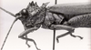 CollectionObject 1506894; 55724080-9911-4023-807a-bf1fd4c38938: Image C.S. Carbonell. male, head and pronotum, lateral view (lectotype). (CollectionObject).