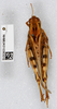 CollectionObject 1582278; eba7f465-9842-4aeb-ae7e-8ce202ae4ce3: female, dorsal view. (CollectionObject).