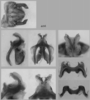 Melanoplus femurnigrum Scudder, 1899: male genitalia. (Otu).