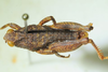 CollectionObject 1498692; 66c7d17b-c0e7-4003-bd27-74045187e68d: male, dorsal view. (CollectionObject).