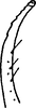 Stylus on Distantasca bulbosa (Dworakowska, 1994): Stylus, ventral view. (Observation).