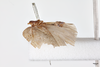 Habitus, lateral view on Eurocalia guianae (Walker, 1851): (Observation).