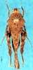 CollectionObject 1505426; 2a9a4f43-b703-4611-a487-dd95de7e47de: female, dorsal view (paratype). (CollectionObject).
