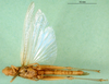 CollectionObject 1502827; 131ceca7-b23a-4a39-813d-bf81107b2ec8: female, ventral view (paratype of Ochrilidia variopicta). (CollectionObject).