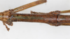 CollectionObject 1557314; 45f89d24-1a96-4478-9e78-82cb6e4f0af8: copyright NMW, Vienna. male: mid-thorax, dorsal view (holotype). (CollectionObject).