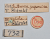 CollectionObject 1558568; NTUC 732, c9758454-56c2-43fd-92c2-00b2d31b54ab: copyright NTUC. female, data labels (holotype). (CollectionObject).