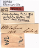 CollectionObject 1537535; 063c652c-4b82-4b3e-bee8-a85e93cdef4c: labels (allotype of variety sera). (CollectionObject).