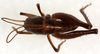 CollectionObject 1499249; 24a51e15-a1de-42b3-b6e8-b4562ae77eb5: male, dorsal view (holotype). (CollectionObject).