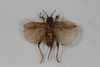 CollectionObject 1505573; d6cf464d-97e0-4b8e-81a9-007331000598: Female, dorsal view (syntype). (CollectionObject).