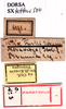 labels (syntype). Depicts CollectionObject 1530808; 0b28ab40-6093-4d68-9cd3-c5441feabd09, a CollectionObject.