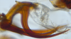 Aedeagus, lateral view on Bhatia Distant, 1908 nsp 8-56: (Observation).
