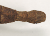CollectionObject 1558174; 885f99da-0af1-45d6-8d45-4240f681d5ab: copyright Natural History Museum, London. female: end of abdomen, dorsal view (holotype). (CollectionObject).