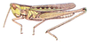 Syrbula admirabilis (Uhler, 1864): female. (Otu).