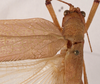 CollectionObject 1534702; f6a49883-4a52-4f0c-8e85-2f41d2782e43: male stridulatory apparatus (syntype of Mataeus longipennis). (CollectionObject).