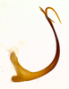 Aedeagus, lateral view on Carapona vulta (DeLong & Freytag, 1975): Male [DZRJ]: aedeagus, lateral view. (Observation).