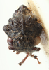 Head on Bolbonota (Tubercunota) bispinifera Goding, 1893: (Observation).
