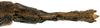 CollectionObject 1578606; RBINS IG: 32700'''''', ba9c83f1-6cb5-4381-9135-c5b2f795c764: copyright ISNB, Brussels. female: end of abdomen, dorsal view (paratype). (CollectionObject).